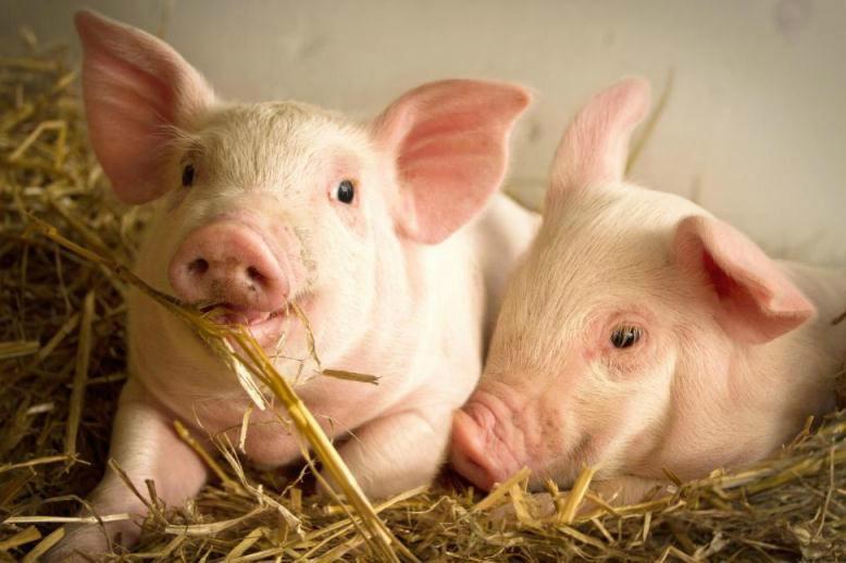 Поголів’я свиней в Україні зросло, у порівнянні із 2020 роком