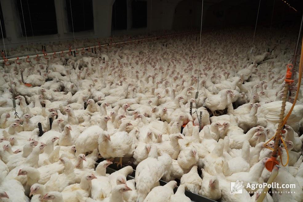 Україна експортуватиме м'ясо птиці до Канади – Держпродспоживслужба 