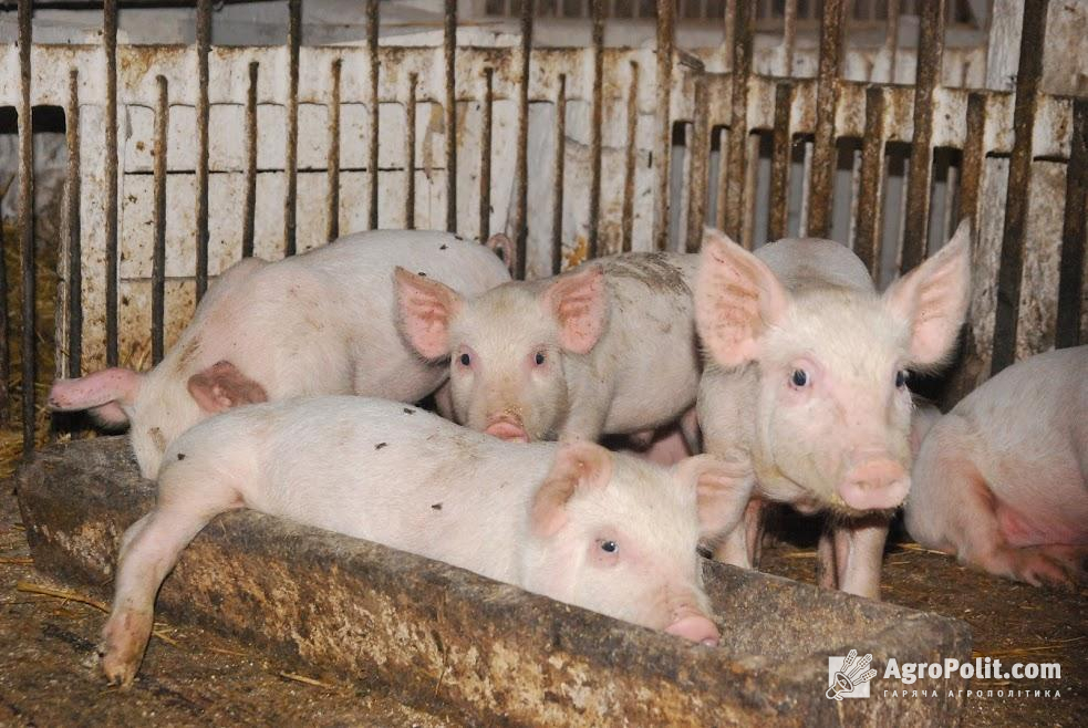 В Україні почали падати закупівельні ціни на свинину