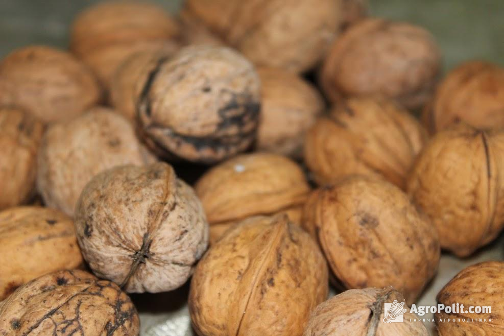 На Буковині чиновники ДФС завдали збитків державі на 250 млн грн, покриваючи незаконний експорт горіхів