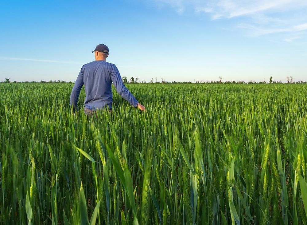 Торік в Україні прибутки сільськогосподарських підприємств зросли на 50%