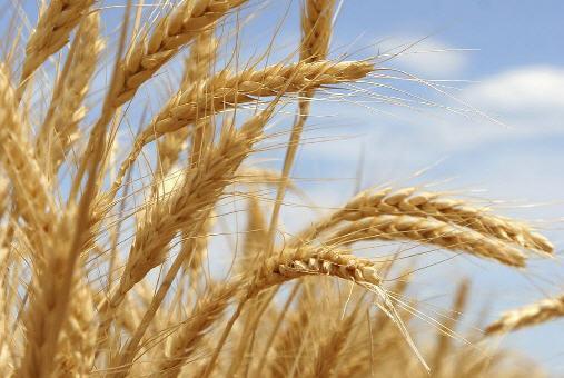 В Україні вирощуватимуть пшеницю за швейцарською технологією
