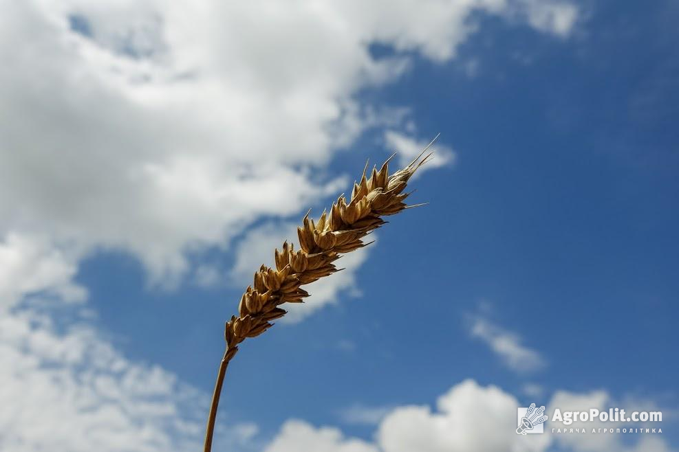 В ООН прогнозують скорочення світових запасів зерна до мінімуму за 5 років
