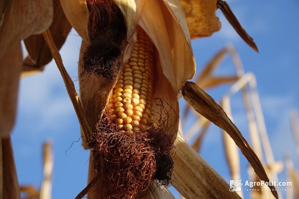 USDA збільшив прогноз імпорту кукурудзи Китаєм на 37% 