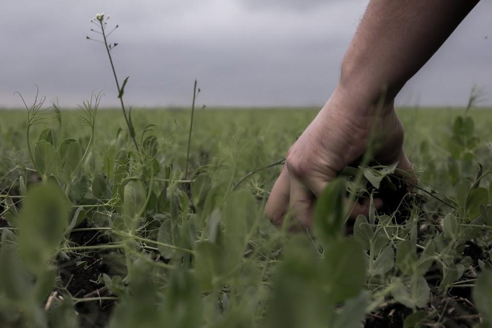 Фермерів можуть позбавити права постійного користування землею – ВКФ