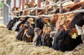 Оприлюднено дані про стан поголів’я великої рогатої худоби в Україні у 2021 році