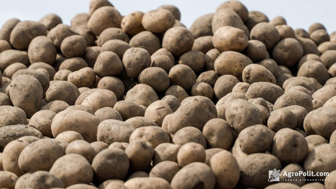 На Львівщині побудують завод із безвідходної переробки картоплі