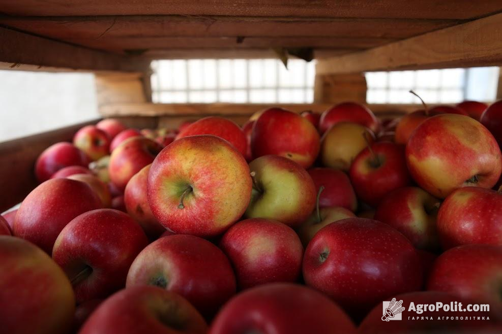 Яблука в Україні подорожчають втричі та поб'ють цінові рекорди, — експерти