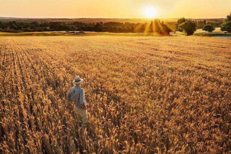 Україна залучить $5 млн від IFC на формування кліматично орієнтованого сільського господарства