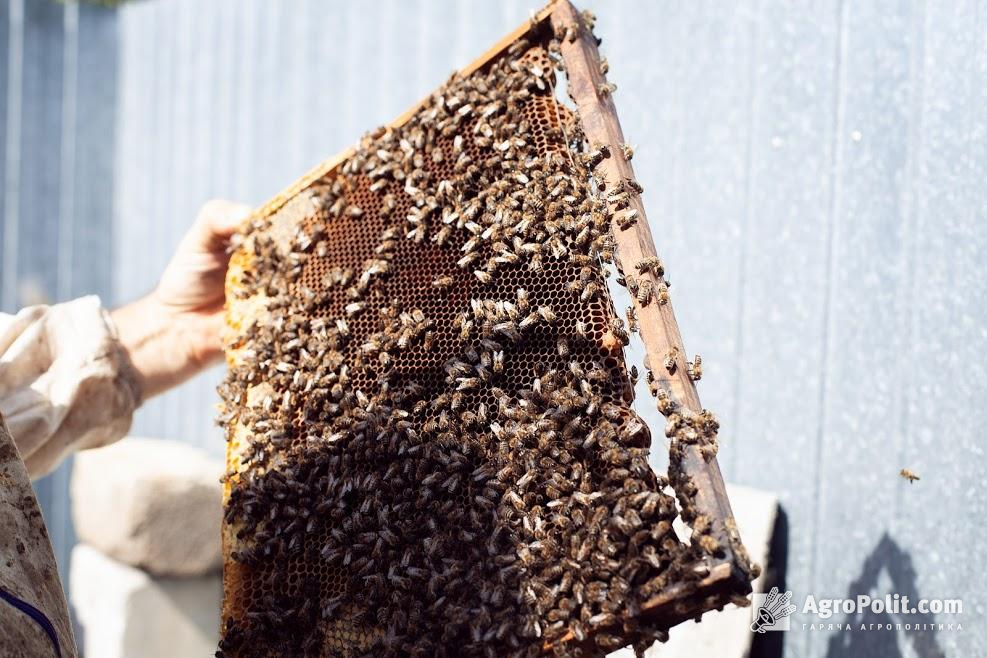 У Раді зареєстрували законопроект про розвиток бджільництва та захист бджіл
