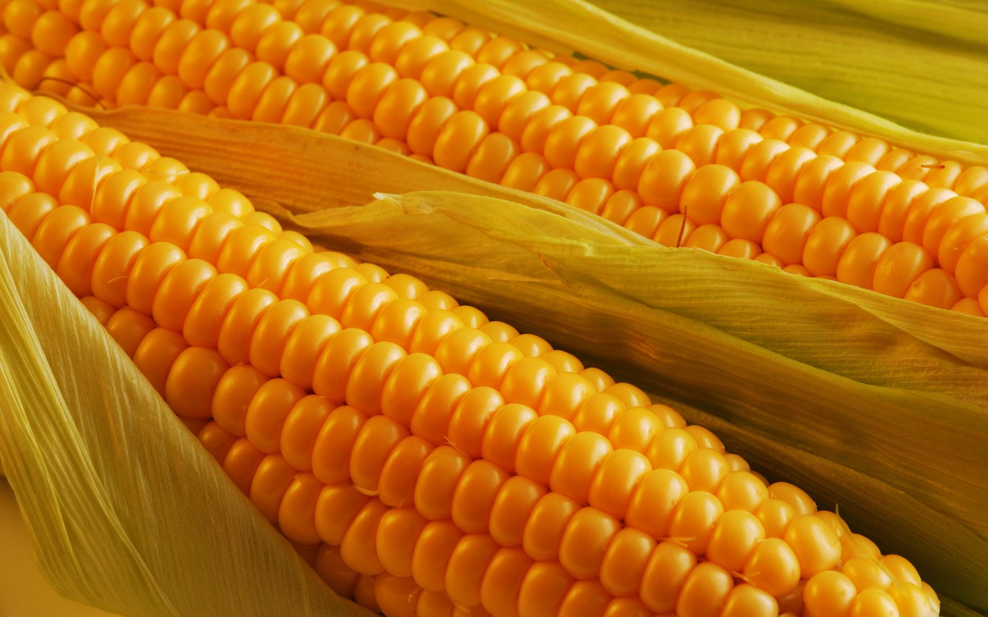 В USDA прогнозують скорочення експорту української кукурудзи