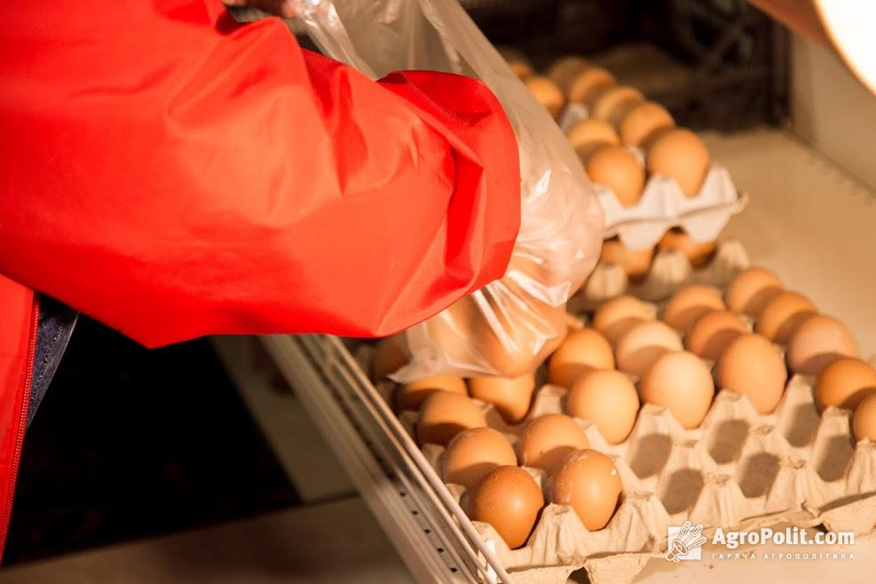 Виробництво яєць в Україні зменшилося майже на 14%