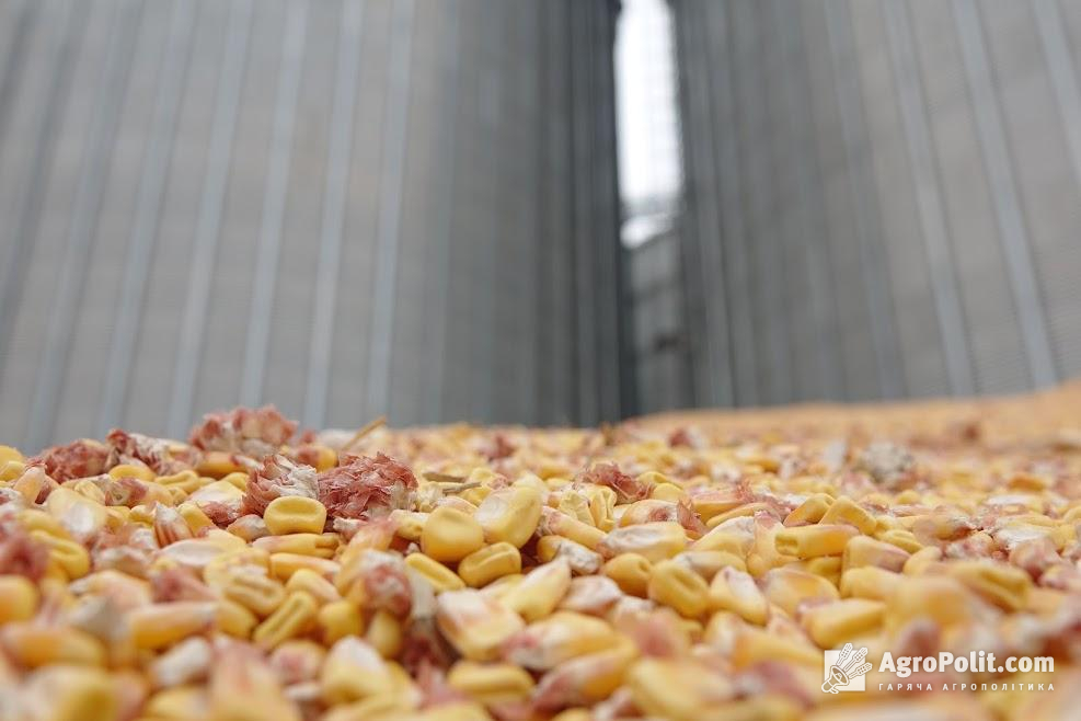 Україна експортувала 17,6 млн т кукурудзи