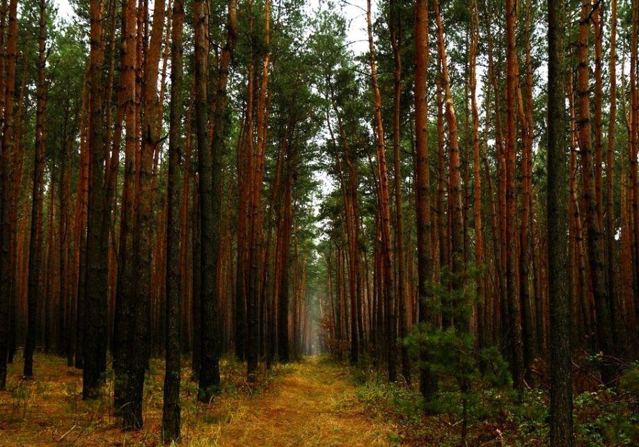 Вперше за останні 10 років в Україні проведуть національну інвентаризацію лісів