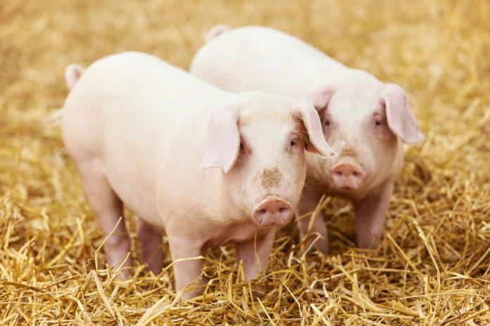 Україна закупила імпортної свинини на $13 млн