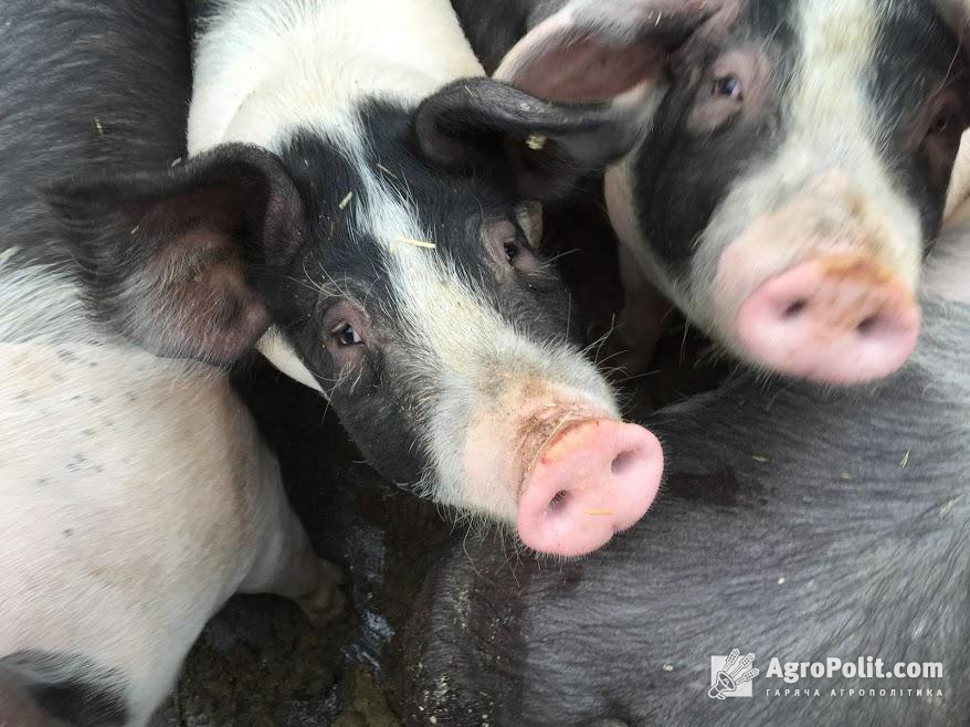 Через спалахи АЧС Україна заборонила ввезення свиней з ЄС  
