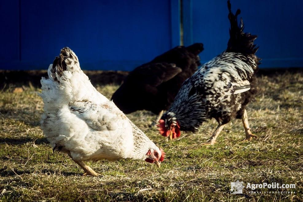До України завезли бельгійську курятину з антибіотиками