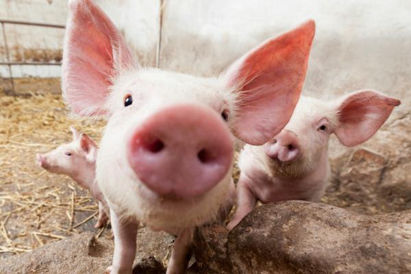 У квітні Україна на 37% скоротила імпорт свинини