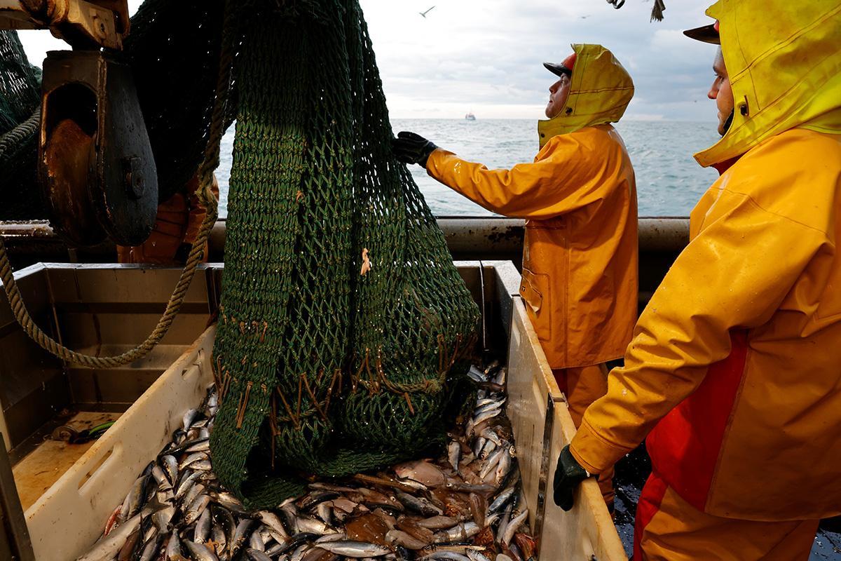 З початку року Україна збільшила вилов риби в Чорному та Азовському морях в 1,5 раза
