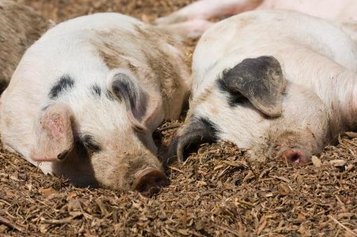 В’єтнам, Гонконг та Сінгапур є пріоритетними ринками для експорт української свинини – Держпродспоживслужба
