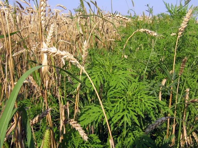 Над рекордним врожаєм зернових нависла фітосанітарна загроза 