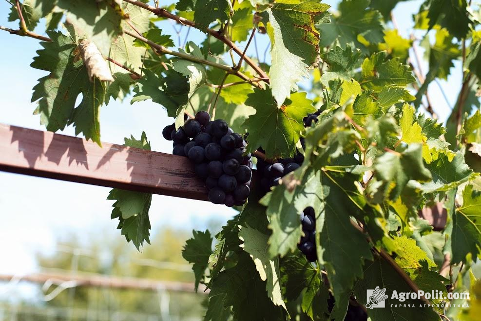 Мінагрополітики виставило на обговорення законопроект про виноград та виноградне вино