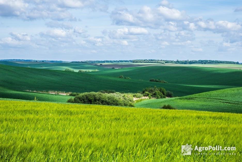 Шість українських компаній-юросіб володіють понад тисячою га сільськогосподарських земель кожна
