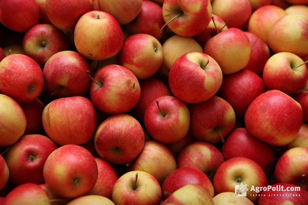 Ціни на яблука рекордно знизилися