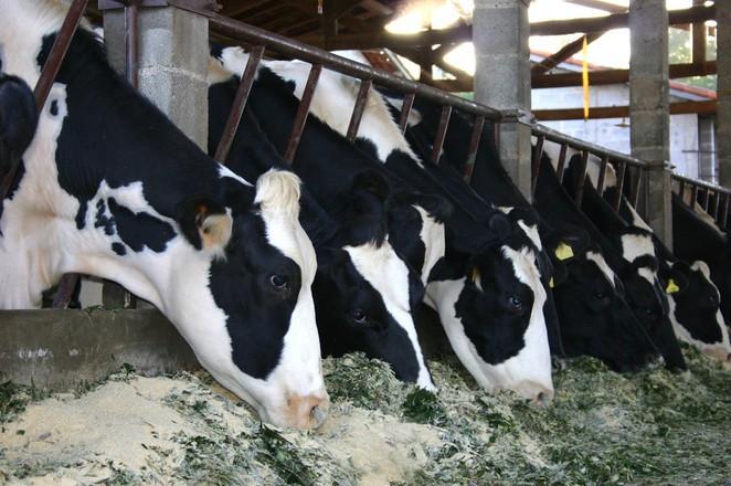  На Тернопільщині збудують сучасний тваринницький комплекс молочного напрямку