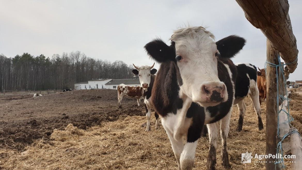 Малим сімейним фермерам Мінагро планує виплачувати 10-12 тис. грн на корову за рік — Лещенко