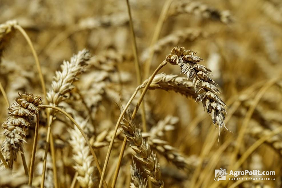 На Полтавщині аграрії закінчили збирання зернових