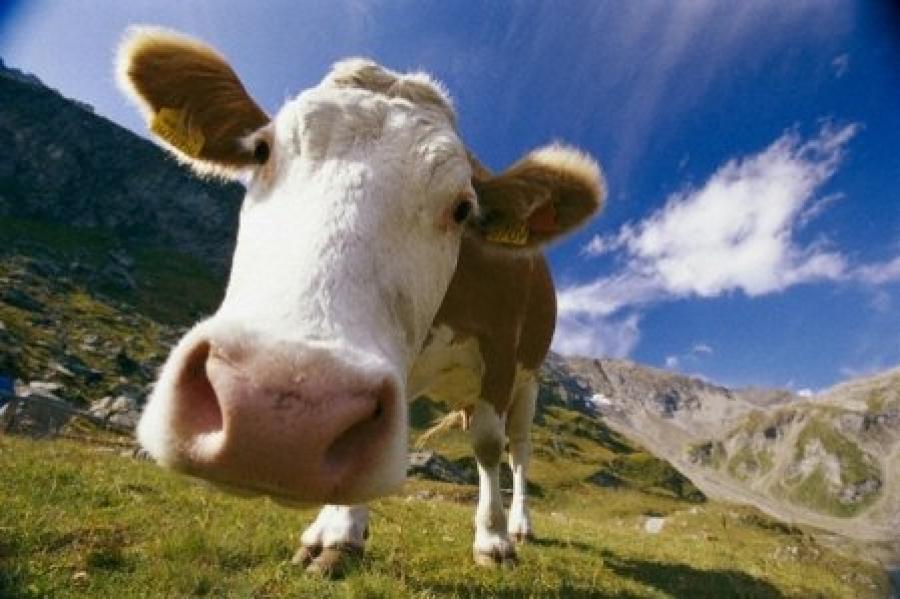 Мінагро продовжує приймати заявки на отримання дотації 5 тис. грн за одну корову