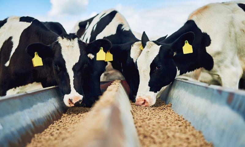 Уряд спростив механізм державної реєстрації потужностей з виготовлення кормів для тварин