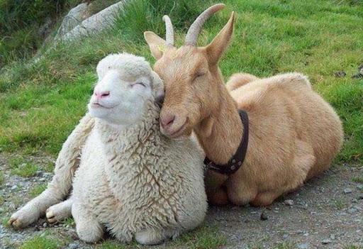Нараховано дотації за утримання кіз та овець