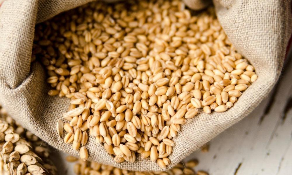 Експорт зерна нового врожаю перевалив за 9 млн т
