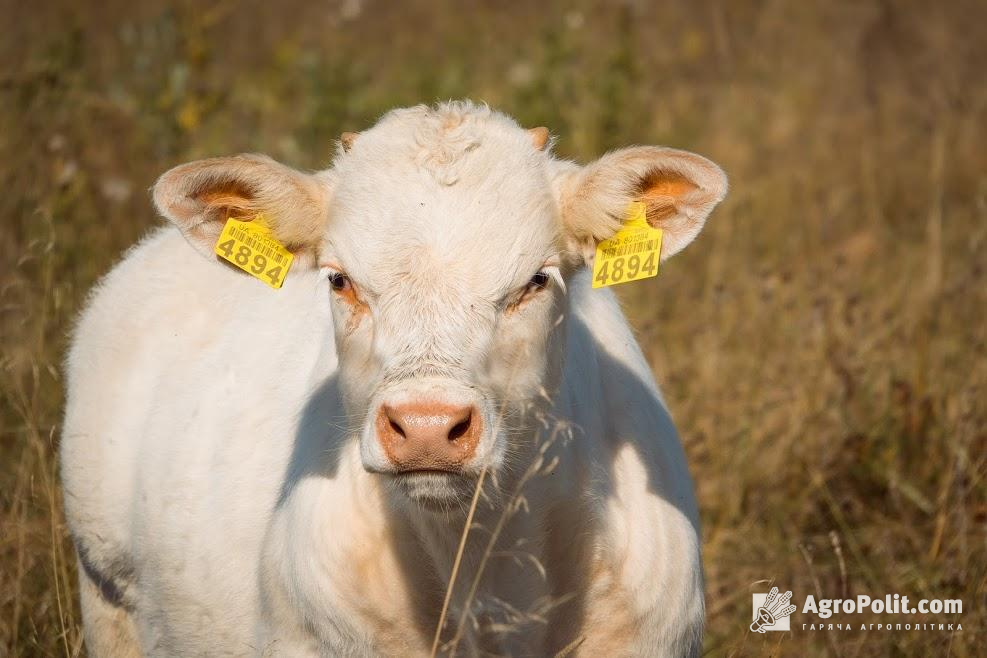 США можуть інвестувати в українське тваринництво мільярд доларів