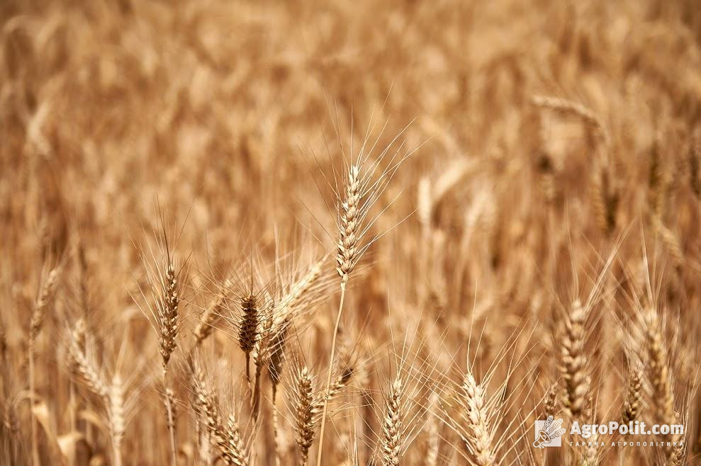В Україні розпочалась сівба озимих зернових культур
