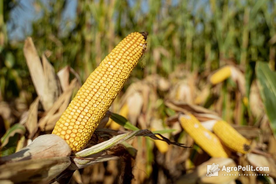 США планує відкрити свій ринок для кукурудзи та пшениці з України