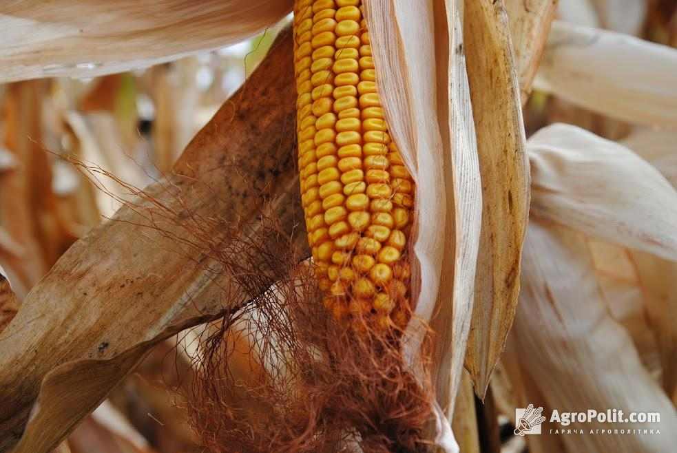 Україна намолотила перший мільйон тонн кукурудзи