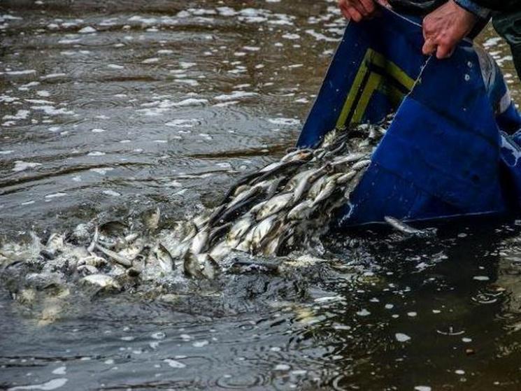У річки Карпат запустили понад 25 тис. мальків лосося дунайського