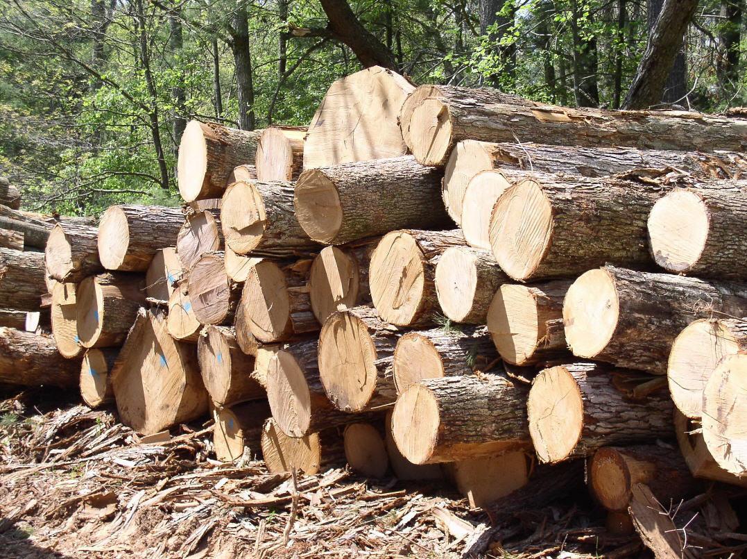 В Україні засудили понад 43 осіб за махінації з лісом на сотні мільйони гривень — СБУ