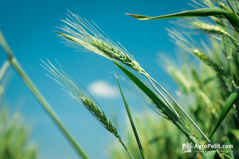 Названо зернові, яких Україна експортувала найбільше від початку року