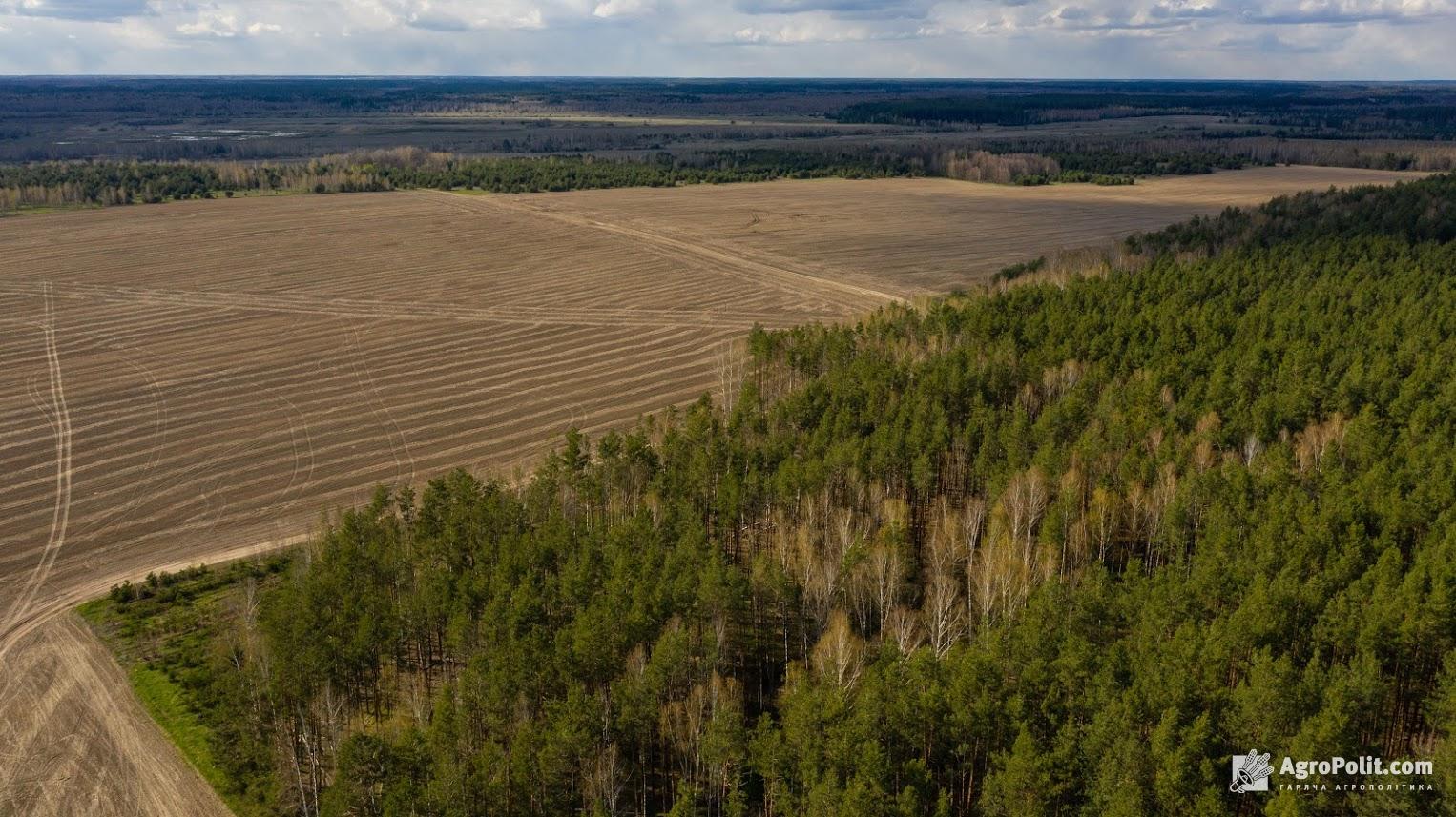 На саміті Україна-ЄС говоритимуть про експорт лісу з України, — Стефанішина