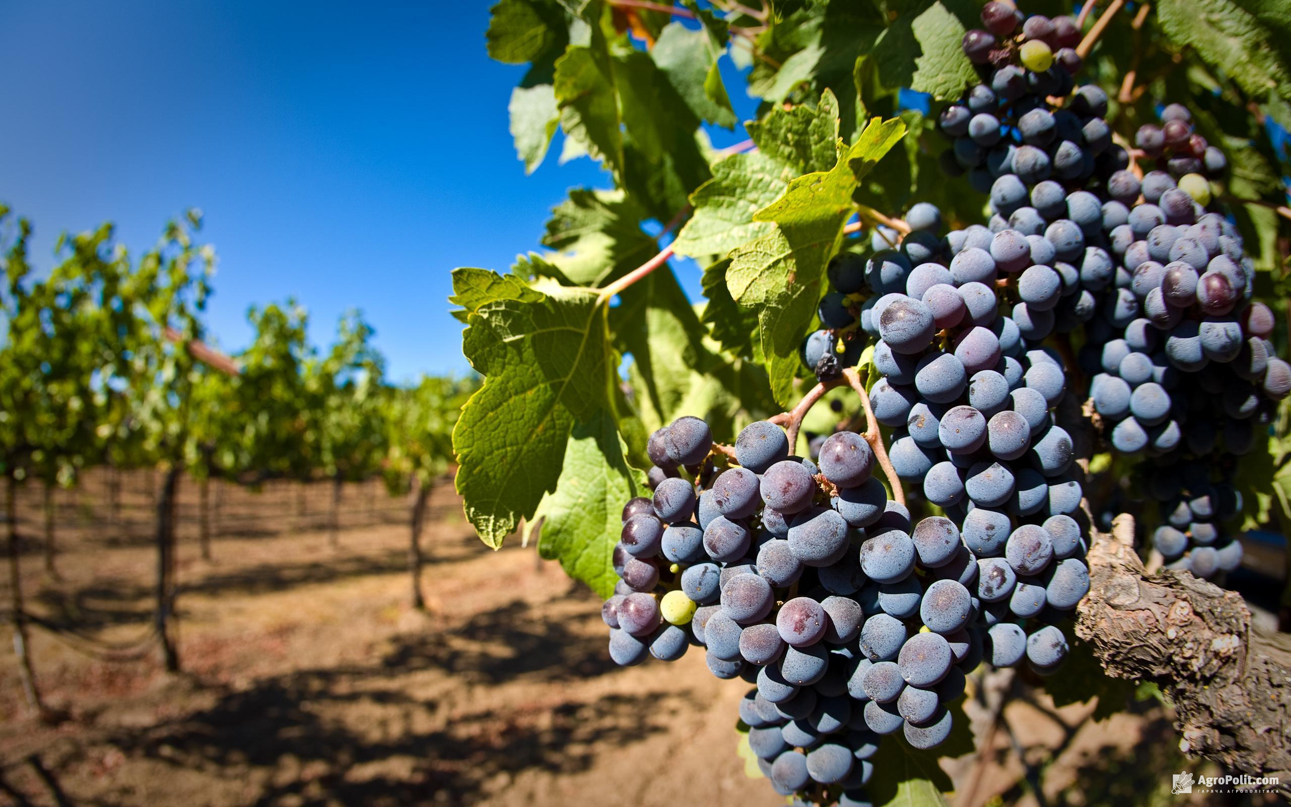 В Україні прогнозують рекордно низький урожай винограду