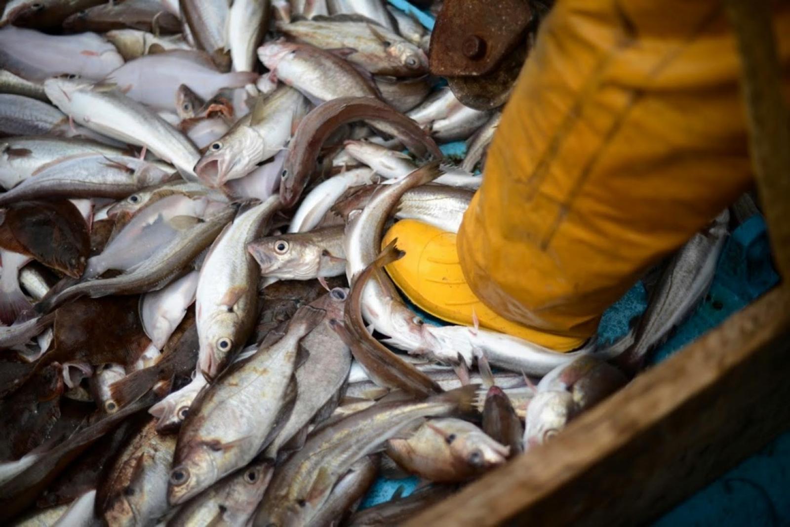 У водосховищах Дніпра вилов риби зріс на 13%