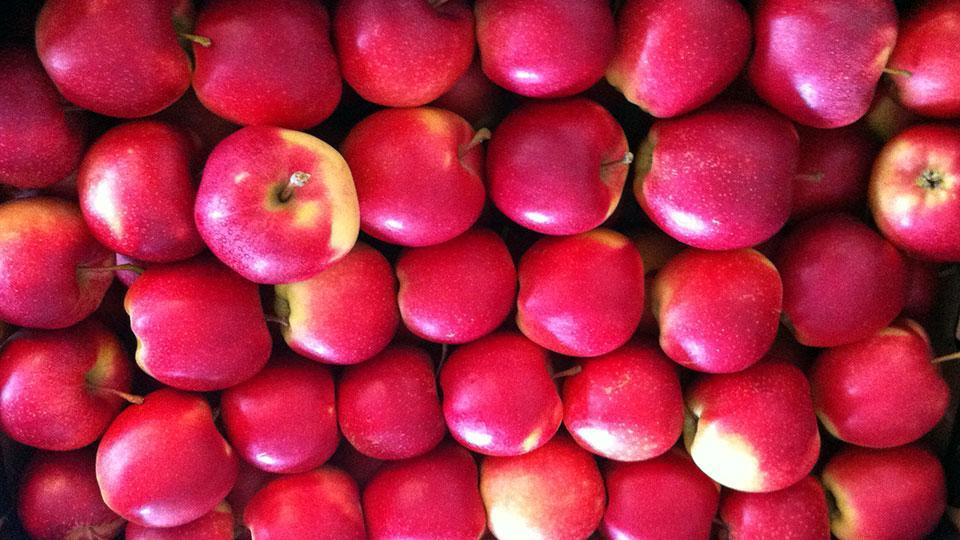 Садівники просять уряд усунути бар’єри для експорту українських яблук на світові ринки