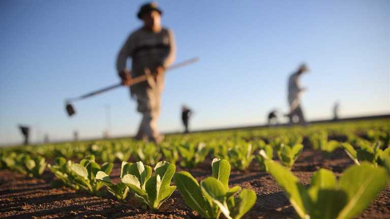 За 2021 рік в Україні створили 806 фермерських господарств – Держстат