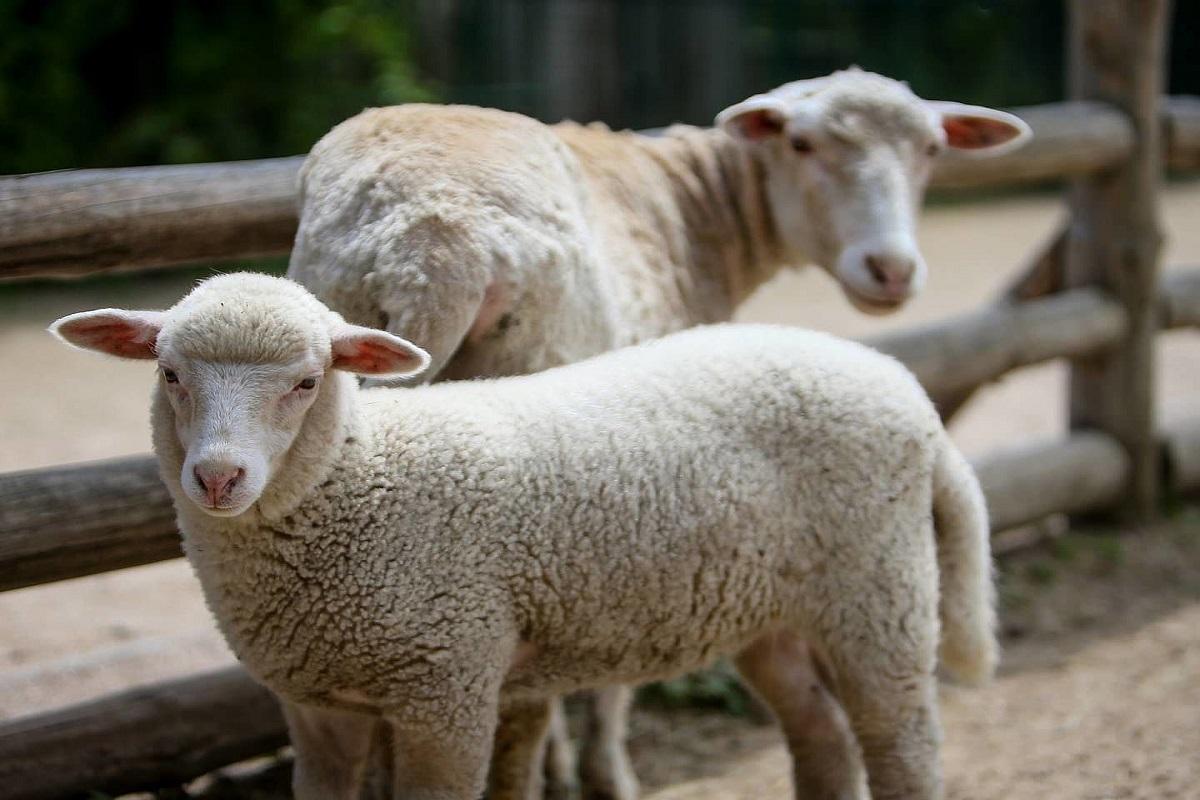 На Одещині компанія з Саудівської Аравії збудує завод з виробництва комбікормів для вівчарства