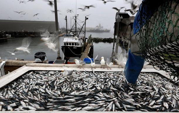 Промисловий вилов риби у українських рибалок у Чорному та Азовському морях скоротився на 25%
