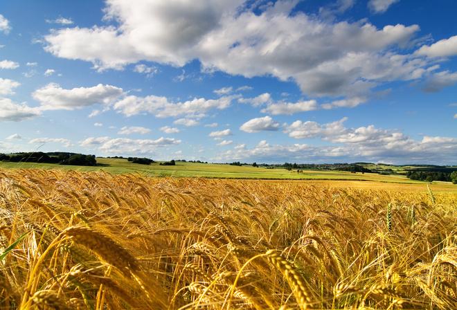 Виробництво у сільському господарстві у 2021 році зросло на 13% — Мінекономіки